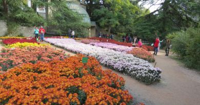 Экскурсии в Бал хризантем в Никитском ботаническом саду из Прибрежного 2024